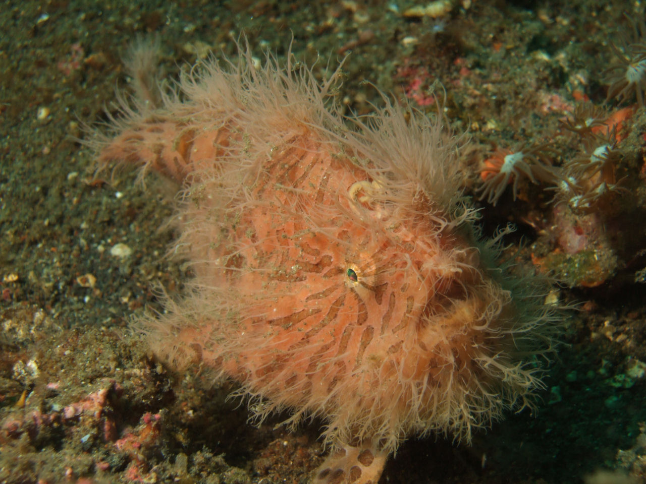 Antennarius striatus (Pesce rana striato)